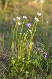 Parnassia palustris. Цветущее растение в сообществе с Astragalus subpolaris. Мурманская обл., п-ов Средний, побережье Большой Волоковой губы, разнотравный приморский луг. 12.07.2023.