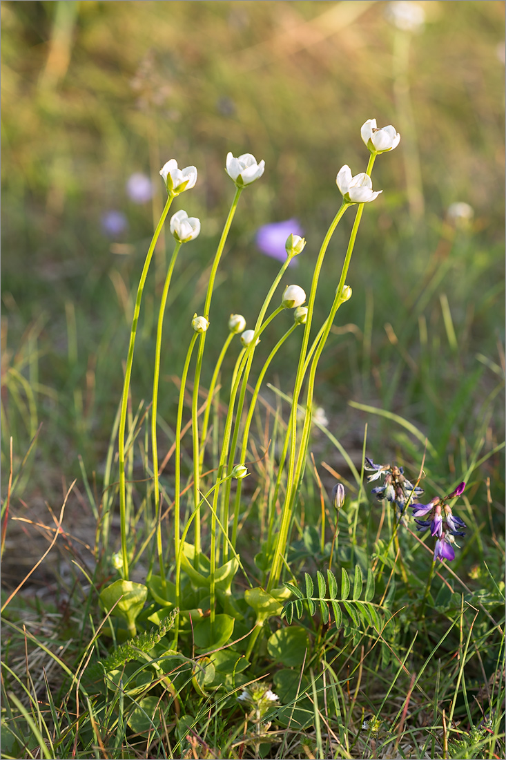 Изображение особи Parnassia palustris.