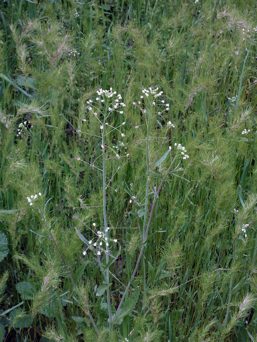 Изображение особи Capsella bursa-pastoris.