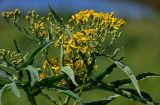 Senecio cannabifolius