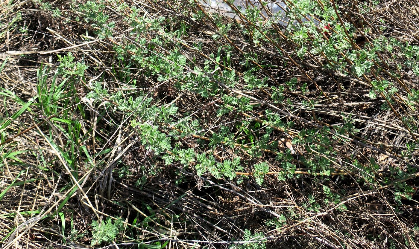 Image of genus Artemisia specimen.