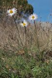 Bellis sylvestris