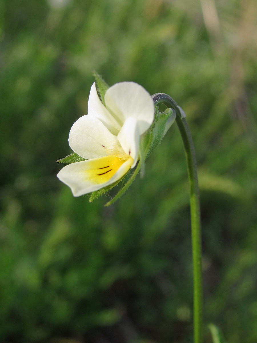 Image of Viola arvensis specimen.