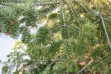 genus Abies. Ветвь. Краснодар, парк \"Краснодар\", Японский сад, в культуре. 01.01.2024.