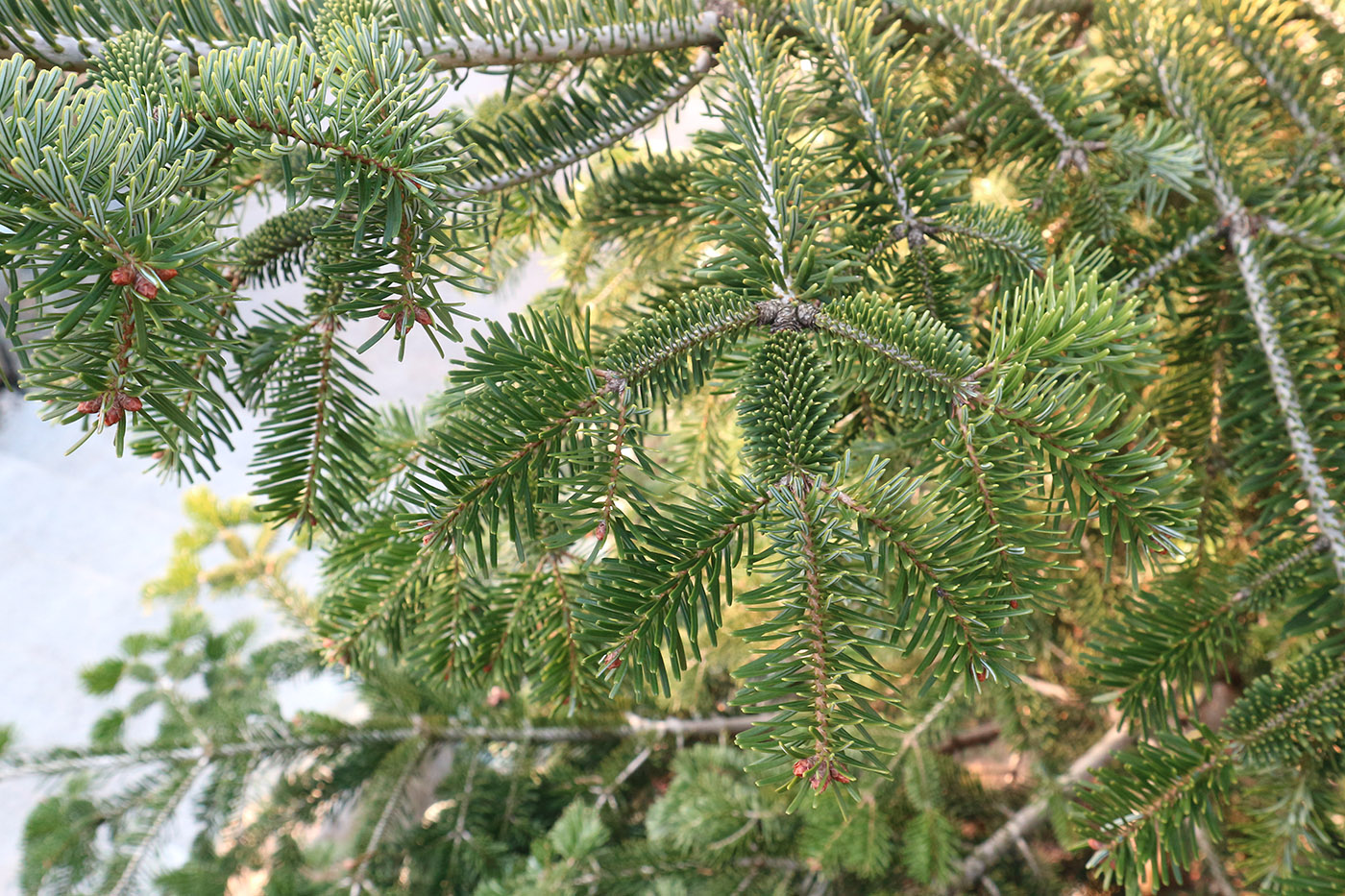 Image of genus Abies specimen.