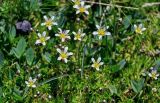 Minuartia aizoides