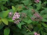 Spiraea japonica. Распустившиеся и нераспустившиеся соцветия и листья. Магаданская обл., Ольский р-н, пгт Ола, декоративное озеленение улицы. 05.08.2023.