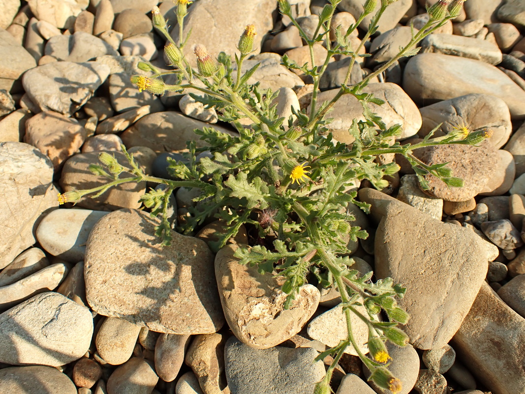 Изображение особи Senecio viscosus.