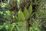 Drynaria quercifolia. Стерильные вайи на стволе дерева в сообществе с Dendrobium (длинные побеги с ланцетными листьями). Вьетнам, провинция Кханьхоа, окр. г. Нячанг, остров Орхидей (Hoa Lan), парк. 07.09.2023.