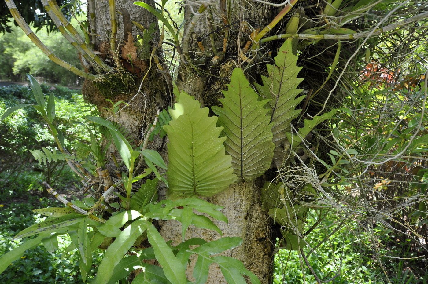 Изображение особи Drynaria quercifolia.