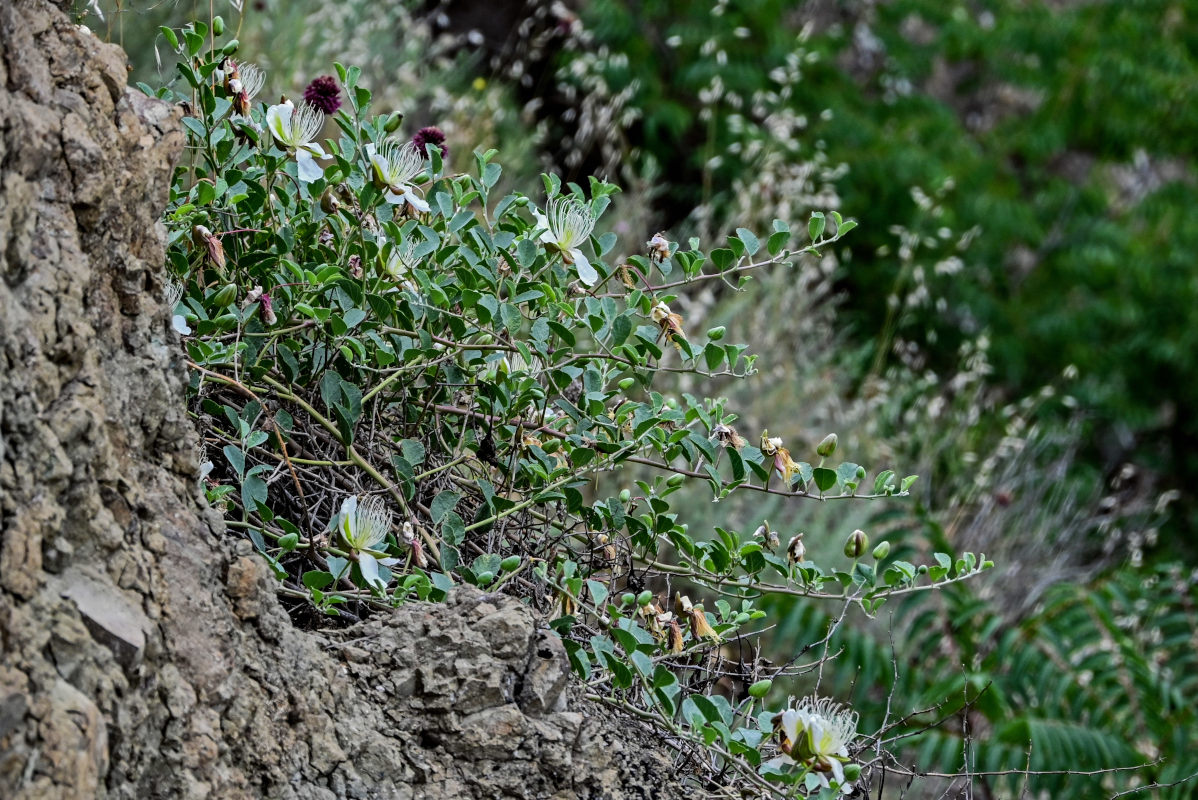 Image of Capparis herbacea specimen.