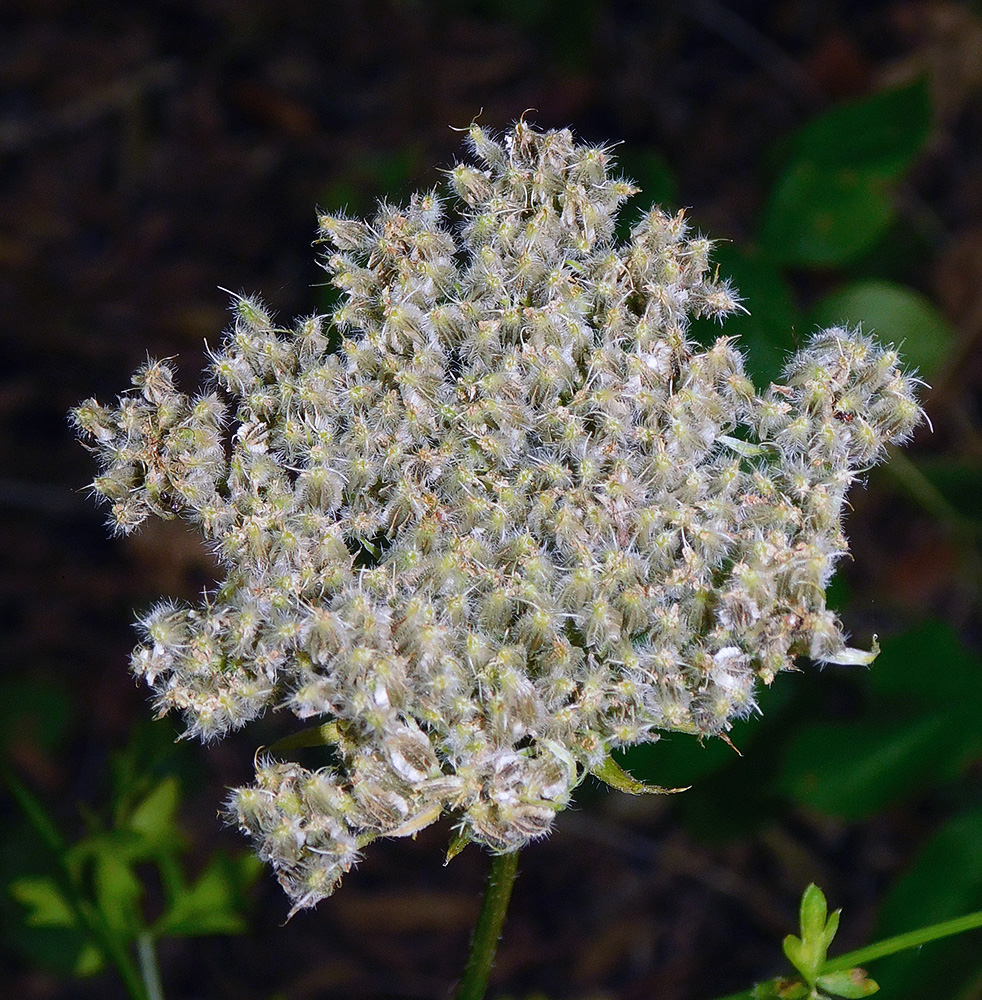 Image of Laserpitium hispidum specimen.