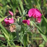Lathyrus tuberosus. Верхушка цветущего растения. Ульяновская обл., Мелекесский р-н, окр. с. Александровка, долина р. Бирля, луг. 17.06.2023.