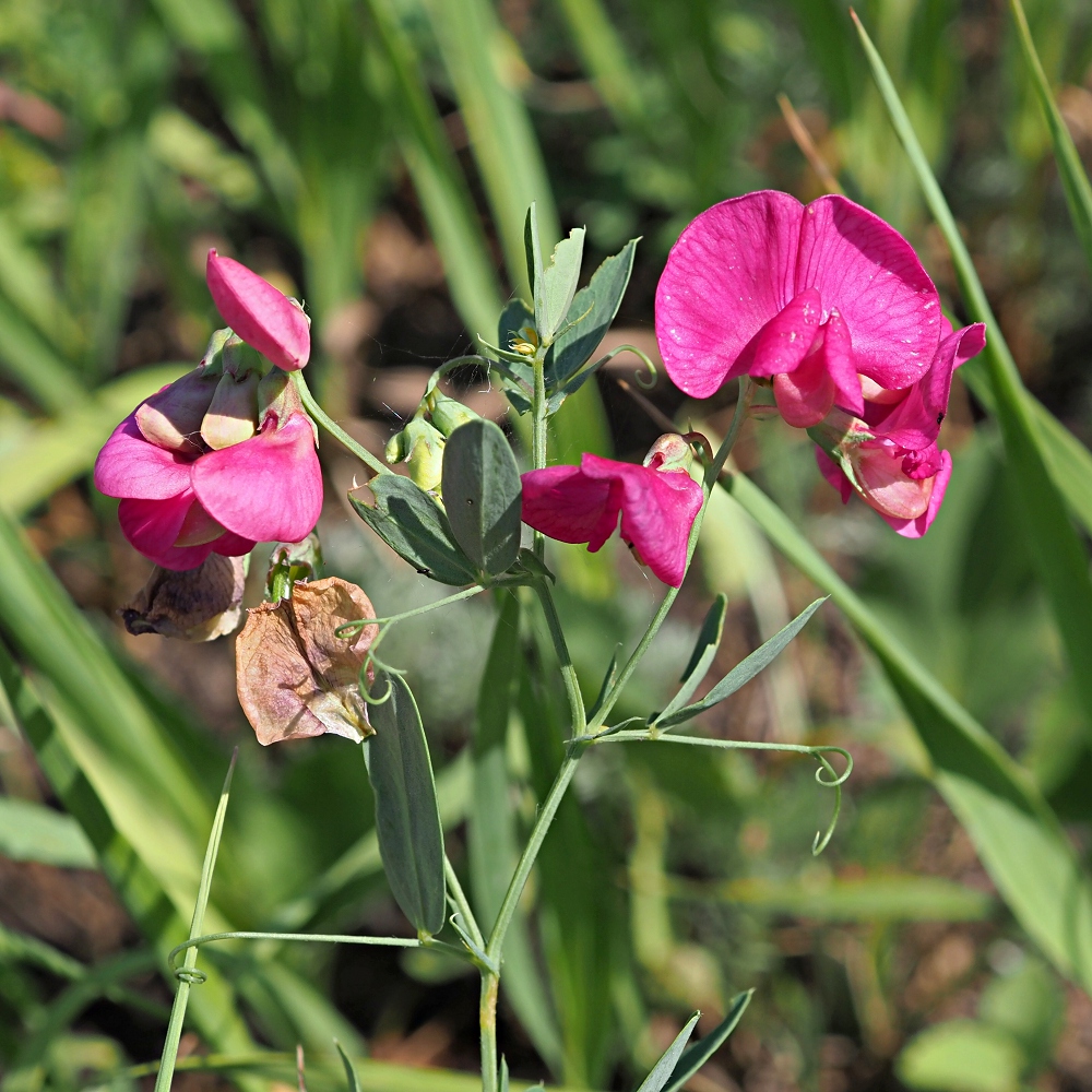 Image of Lathyrus tuberosus specimen.