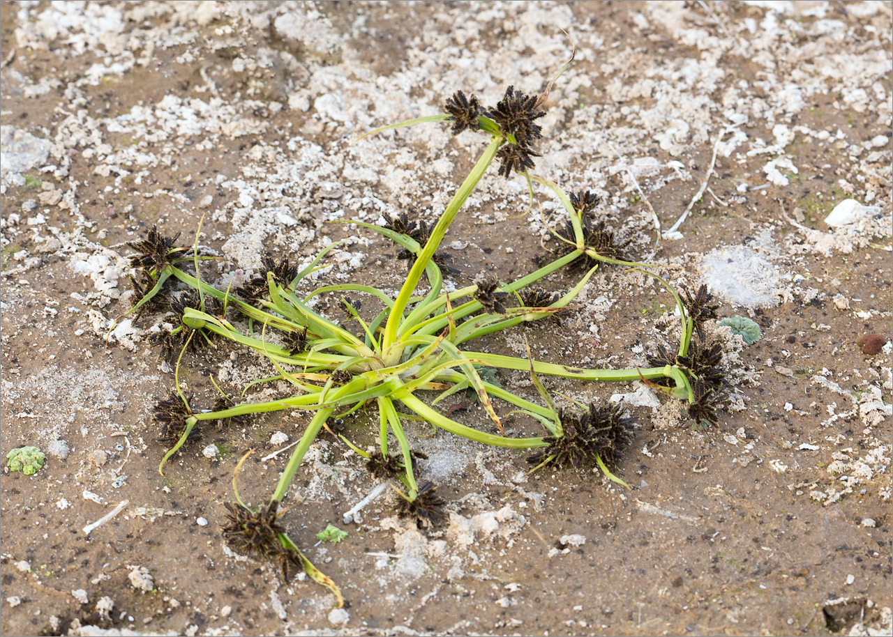 Изображение особи Cyperus fuscus.