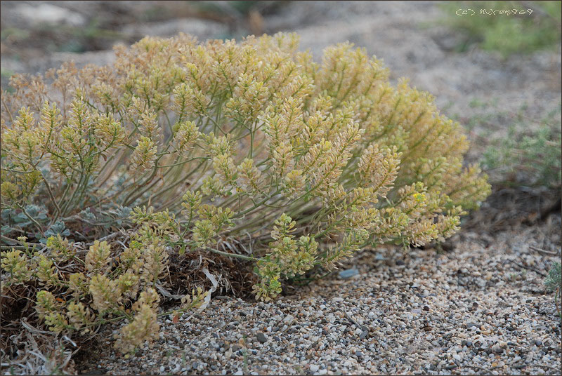 Image of Odontarrhena borzaeana specimen.