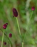 Sanguisorba officinalis. Верхушки побегов с соцветиями и кормящейся мухой. Красноярский край, Туруханский р-н, г. Игарка, луг. 21.07.2023.