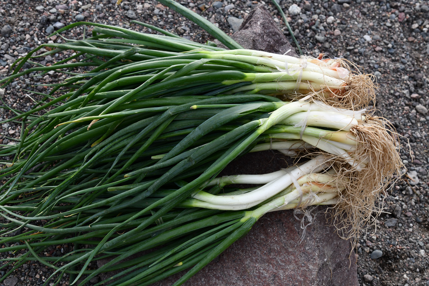 Image of Allium galanthum specimen.