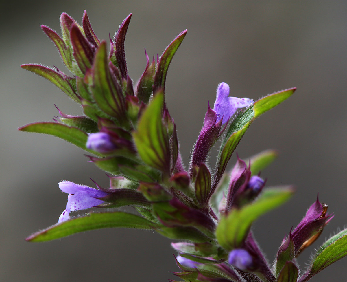 Изображение особи Dracocephalum thymiflorum.