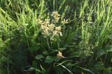 Primula veris