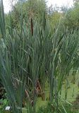 Typha latifolia