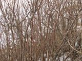 Tamarix tetrandra. Голые ветви зимой. Украина, Донецкая обл., окр. г. Новоазовск, НПП \"Меотида\", песчано-ракушечниковая терраса Азовского моря. 23.01.2011.