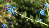 семейство Boraginaceae