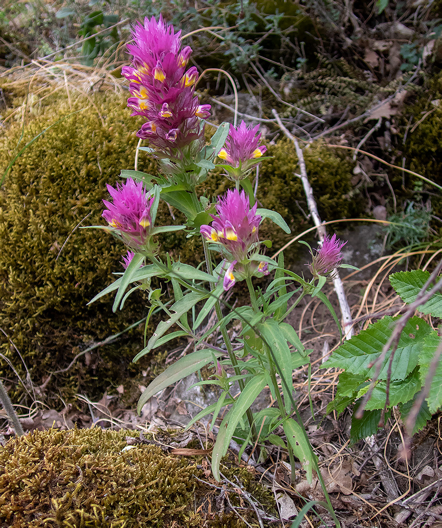 Image of Melampyrum arvense specimen.