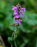 Stachys palustris