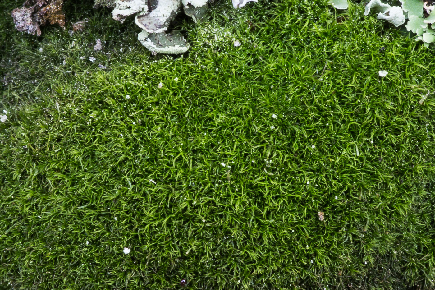 Image of class Bryopsida specimen.