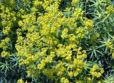 Euphorbia virgata