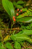 Convallaria majalis