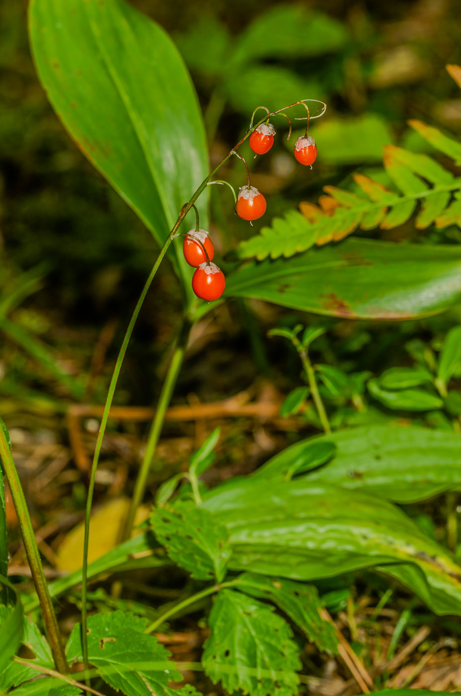 Изображение особи Convallaria majalis.