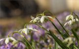 Galanthus nivalis. Верхушки цветущих растений (махровая форма). Санкт-Петербург, Ботанический сад Петра Великого, северный двор, цветник. 30.03.2025.