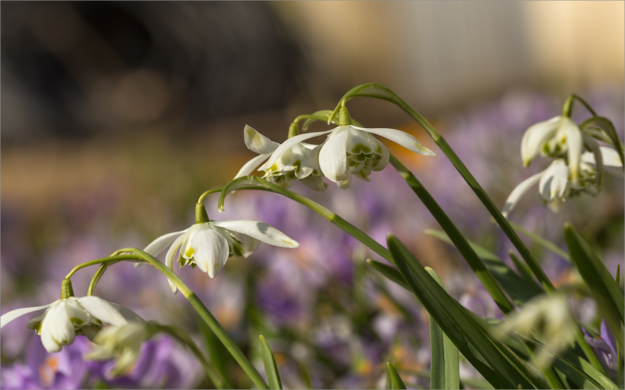 Image of Galanthus nivalis specimen.