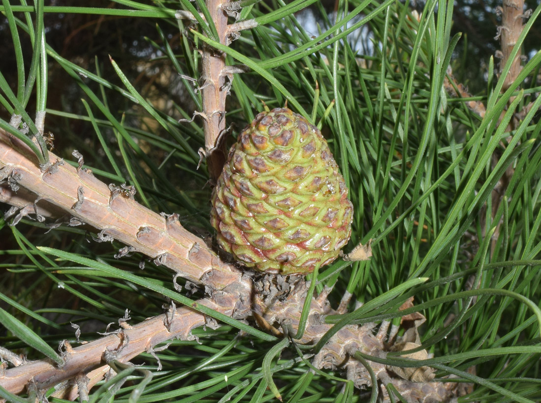 Image of Pinus pallasiana specimen.