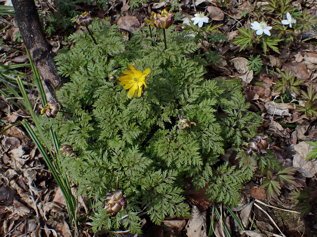 Изображение особи Adonis amurensis.