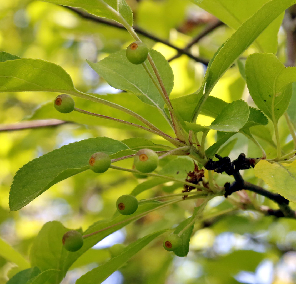 Image of Malus baccata specimen.