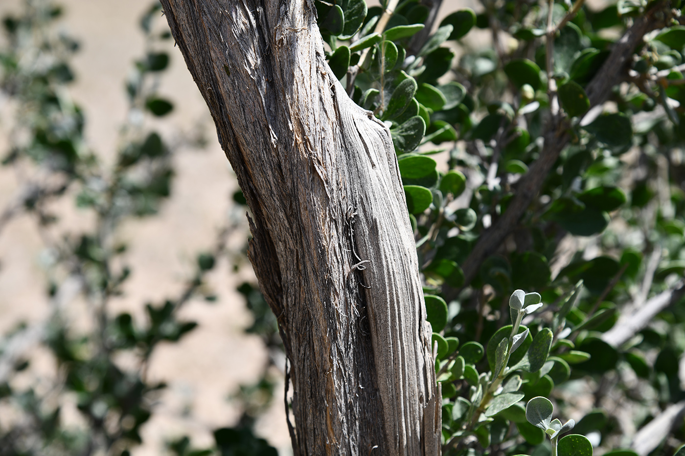 Image of Zygophyllum gontscharovii specimen.