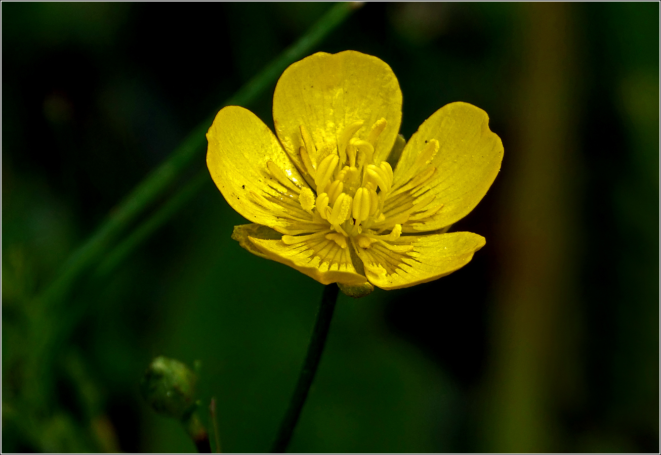 Image of Ranunculus repens specimen.