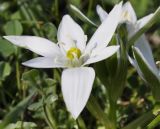 род Ornithogalum