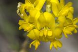 Medicago saxatilis. Часть соцветия. Крым, Бахчисарайский р-н, окр. с. Танковое, берег водохранилища, известняковый склон. 05.06.2025.
