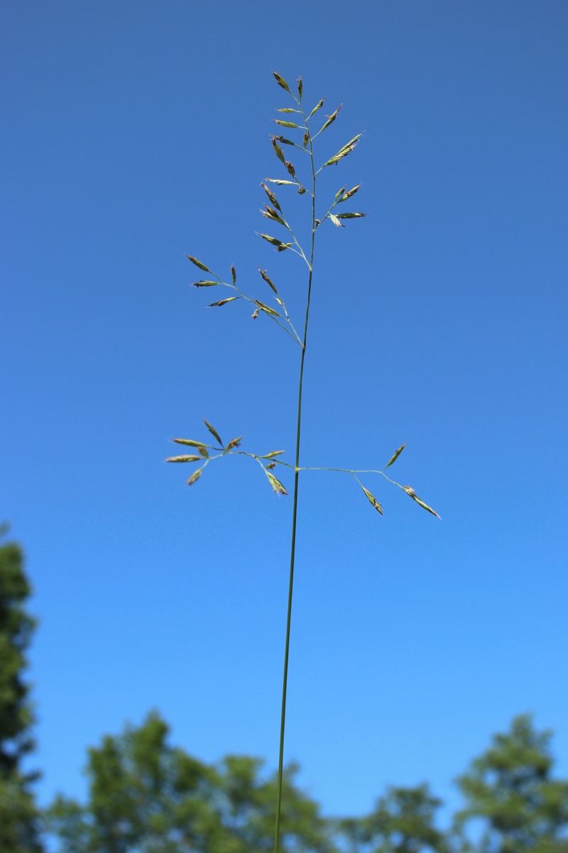 Image of Festuca rubra specimen.
