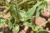 Strigosella stenopetala