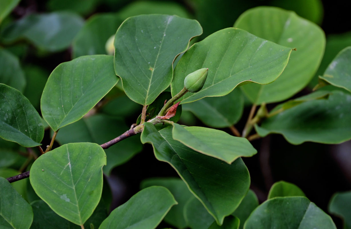 Изображение особи Magnolia sieboldii.
