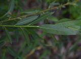 genus Salix. Лист (вид на абаксиальную поверхность). Турция, ил Ван, рядом с водопадом Мурадие, берег р. Бендимахи. 20 мая 2025 г.