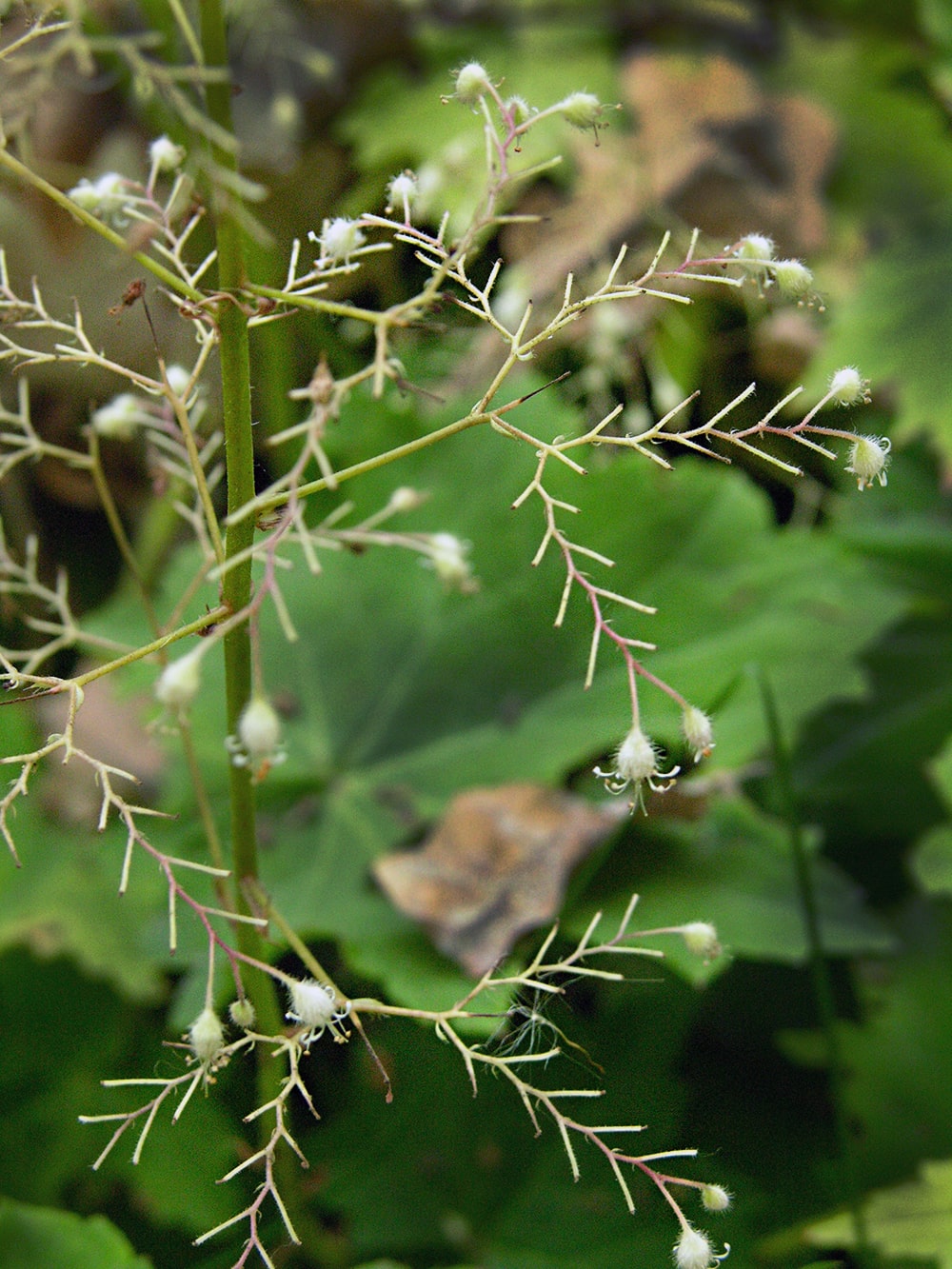 Image of Heuchera villosa specimen.
