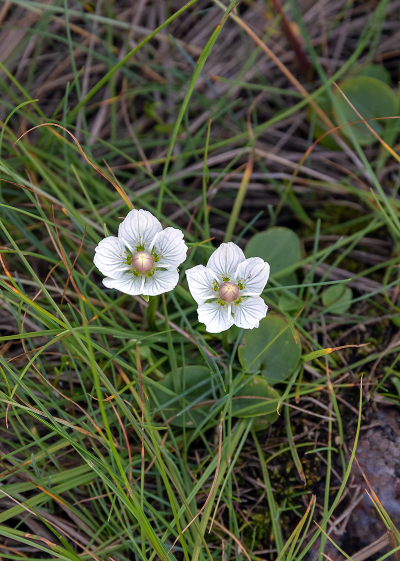 Изображение особи Parnassia palustris.