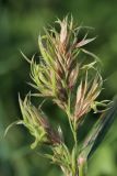 Dactylis glomerata. Поражённое фитоплазмой(?) соцветие, запоздало развившееся на коротком побеге. Беларусь, Витебская обл., окр. пос. Езерище, граница суходольного луга и ивняка на опушке черноольшаника. 14.09.2025.