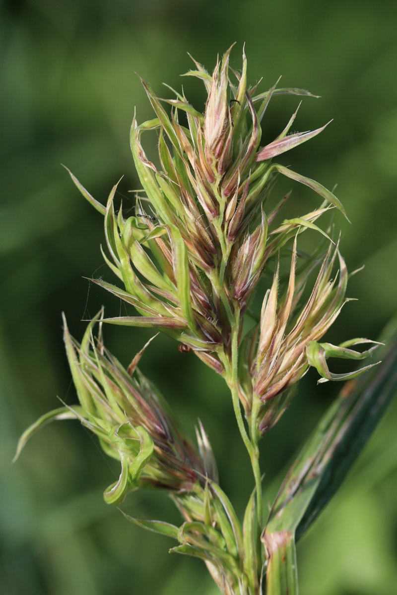 Image of Dactylis glomerata specimen.
